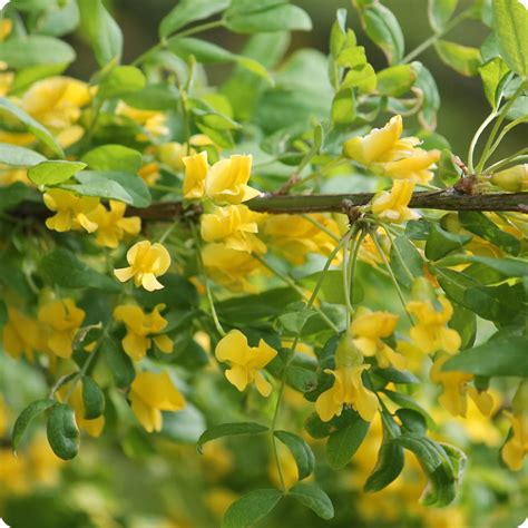 Using Caragana as a Nature-based Solution - Project Forest