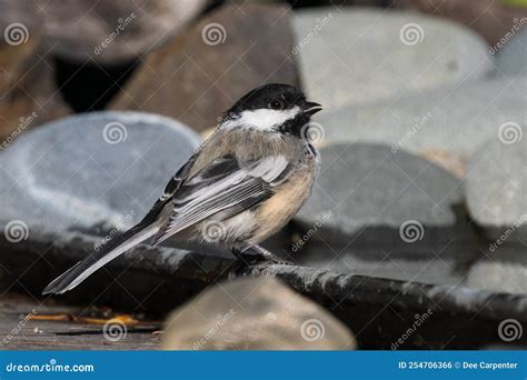 A Black-capped Chickadee in Alaska Stock Photo - Image of canada ...