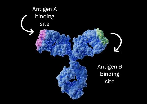 Bispecific Antibody Definition