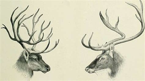 The Science Behind Deer Antler Shedding and Growth - Animals Around The ...