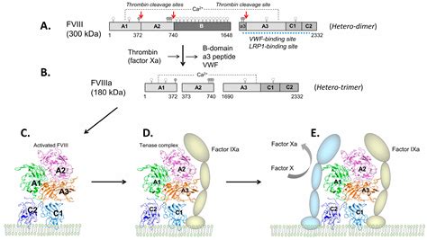 Plasma Clearance of Coagulation Factor VIII and Extension of Its Half ...