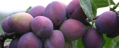 Manganese deficiency-Apricot | Yara India