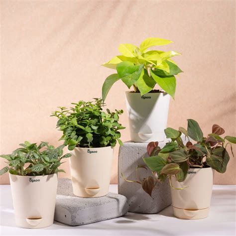 Ugaoo Air Purifier Indoor Plants for Home with Pots- Areca Palm & ZZ ...