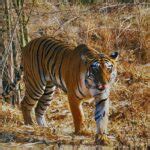 Chembur On Local Map 的图像结果