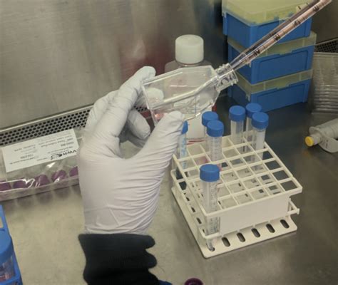 Image result for Cytotoxicity Testing