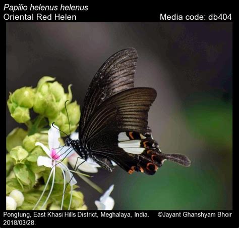 Papilio helenus | Butterfly