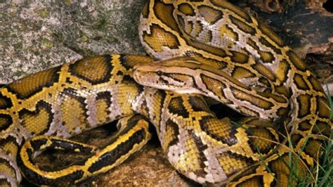 Image result for Python Program for Armstrong Number in Range