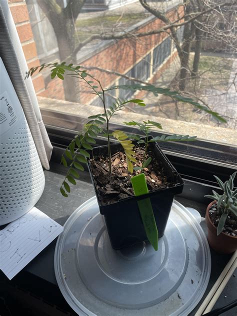 Is my plant dying? : r/houseplants