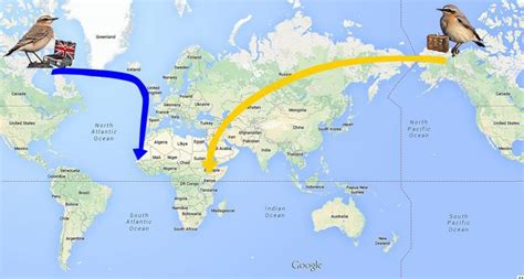 Image result for Northern Migration of Python's