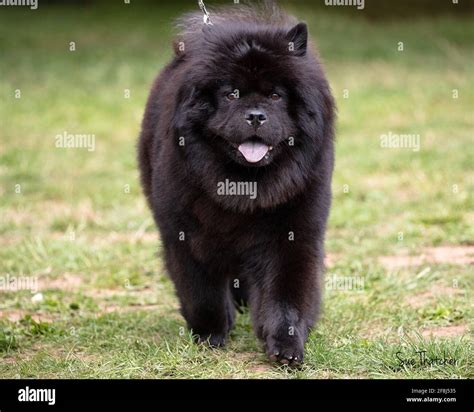 Black Chow with typical blue tongue Stock Photo - Alamy