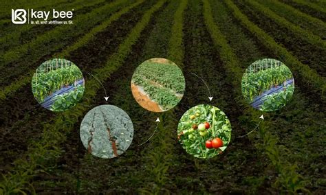 Image result for Crop Rotation