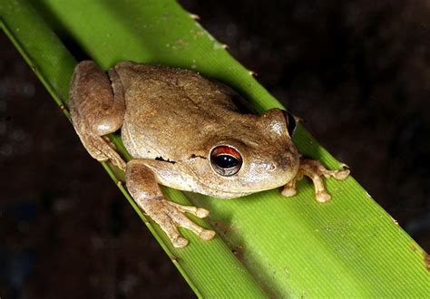 Image result for Laughing Tree Frog