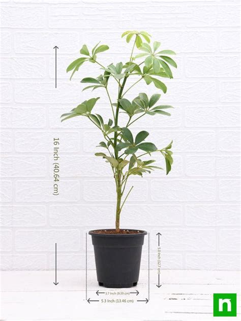 Buy Schefflera - Plant online from Nurserylive at lowest price.