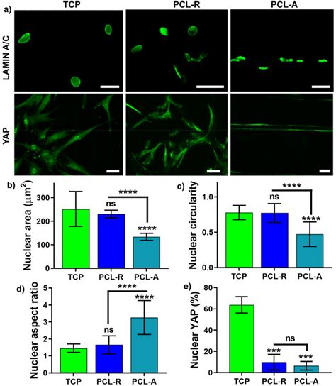 The Mechanosensing and Global DNA Methylation of Human Osteoblasts on ...