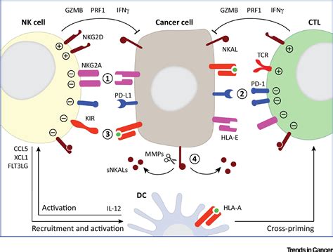 Born to Kill: NK Cells Go to War against Cancer: Trends in Cancer