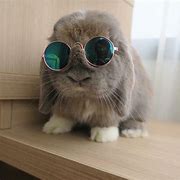 Image result for Cute Bunny with Glasses