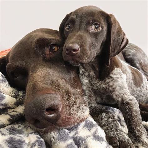 🐕 SLIDESHOWS on Instagram: “Where you lead, I will follow 🥰 ...