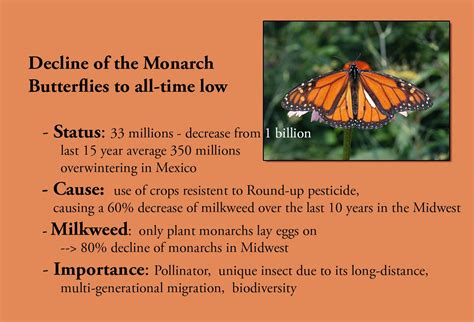 Monarch Butterfly Facts Pictures Video Find Out About