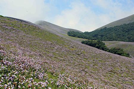 Mist Inn Resort-Munnar