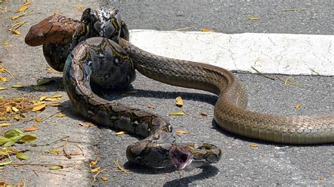 Python Kills Cobra 的图像结果