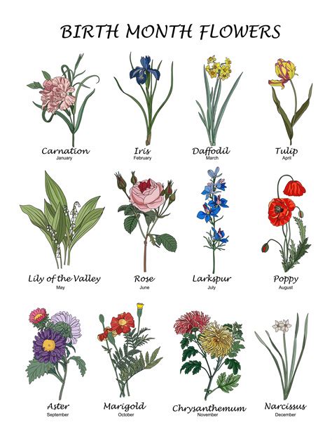 Birth Month Flowers and Their Meanings