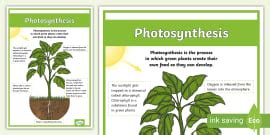 Photosynthesis Leaf Poster - Primary