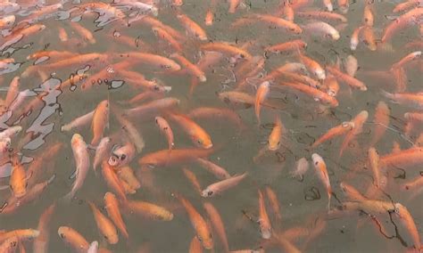 Con una producción sobre las 80.000 toneladas, espera cerrar el año ...