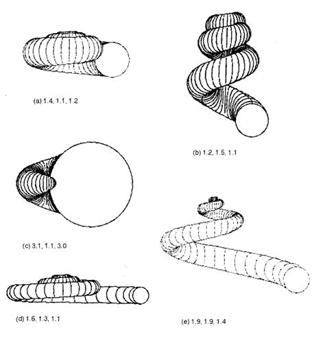 Image result for Shell Shapes