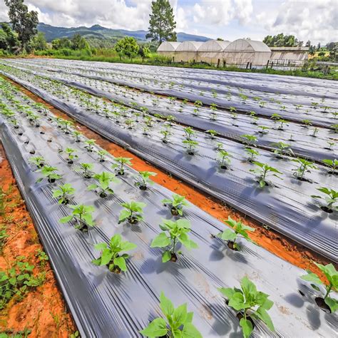 Sonali-Additive Masterbatch for mulch film|