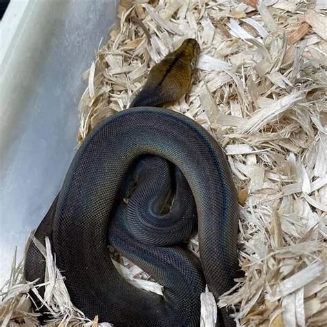 Image result for Retic Python Bite