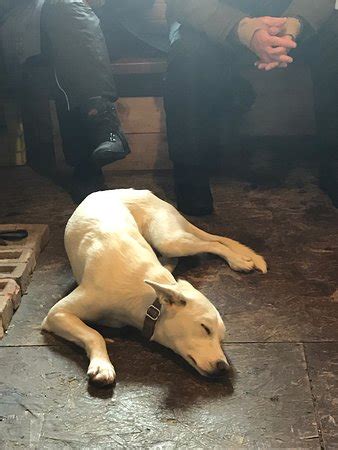 Wapusk Adventures (Churchill) - 2021 What to Know Before You Go (with ...