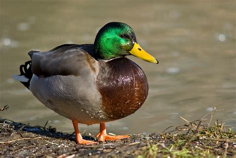 Why Do Ducks Have Orange Feet? « 24 Hours Of Culture