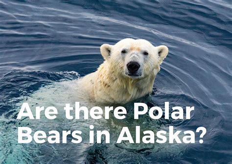 Are There Polar Bears In Alaska? (Where To See Them!) - TravelPeri
