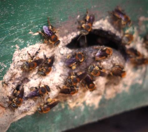 International Stingless Bee Centre (Cape Coast) - 2020 What to Know ...