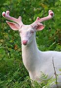 Image result for Most Beautiful Albino