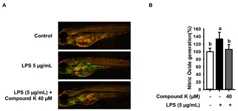 Compound K Inhibits the Lipopolysaccharide-Induced Inflammatory ...