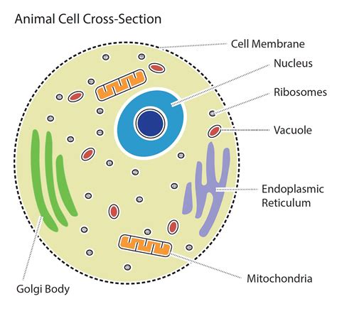 Animal Cell Labeling