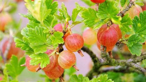 Image result for Fruit Tree Varieties