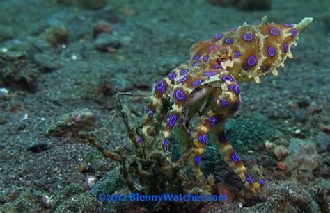 Image result for Blue-Ringed Octopus Eating