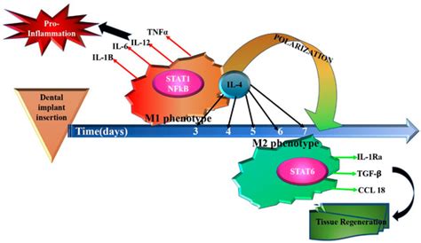 Cell-Type-Specific ROS–AKT/mTOR–Autophagy Interplay—Should It Be ...