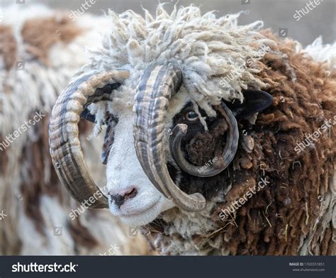 398 imágenes de Four horn sheep - Imágenes, fotos y vectores de stock ...