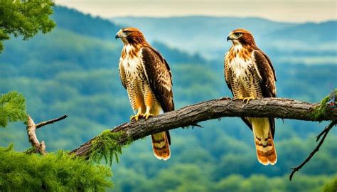 Image result for Hawk Traits