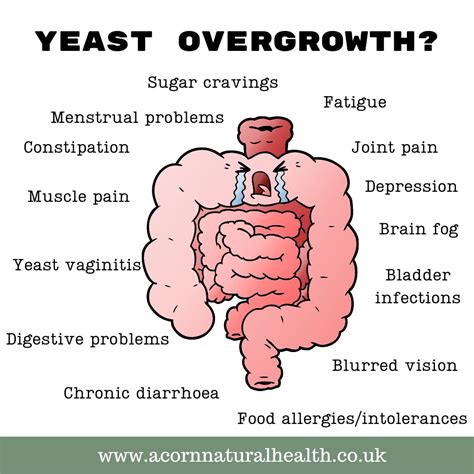 Understanding Candida Overgrowth and Dysbiosis | Acorn Natural Health Centre posted on the topic ...