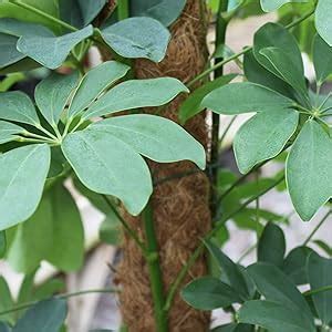 COIR GARDEN Coir Stick, Plant Support, House Plants, Indoor Plants and ...