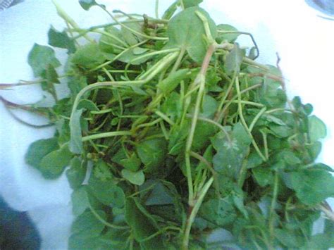 Kuzu kulağı, Acıgıcı - agaclar.net