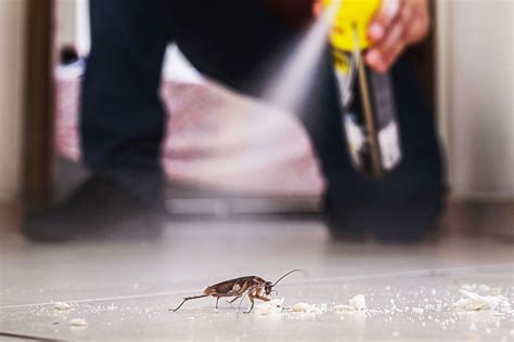 Cockroach Pest Control 的图像结果