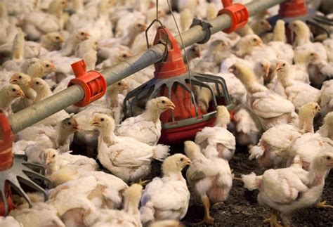 Gurugram to shut meat shops on Tuesdays - BusinessToday