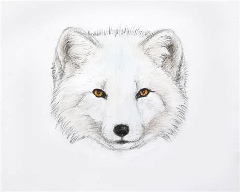 Image result for Arctic Fox Drawing Tutorial