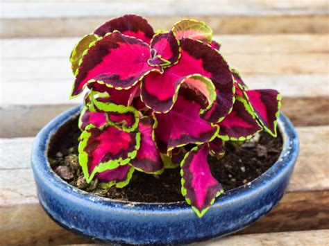 Caring For Coleus In Containers - Learn How To Grow Coleus In Pots ...