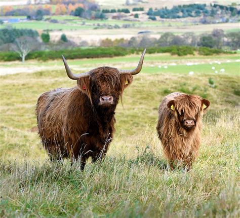 ABERDEENSHIRE HIGHLAND BEEF (2026) All You Need to Know BEFORE You Go ...